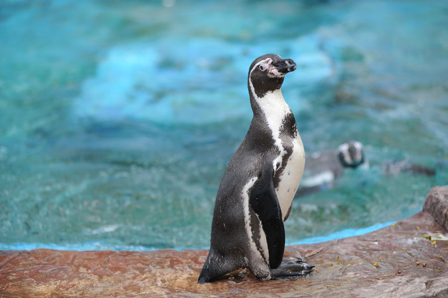 Psychologisch domesticeren In dienst nemen Oudste man van Australië breide truien voor pinguïns