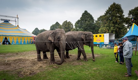 Betere Circussen houden wilde dieren ondanks optreedverbod GL-59