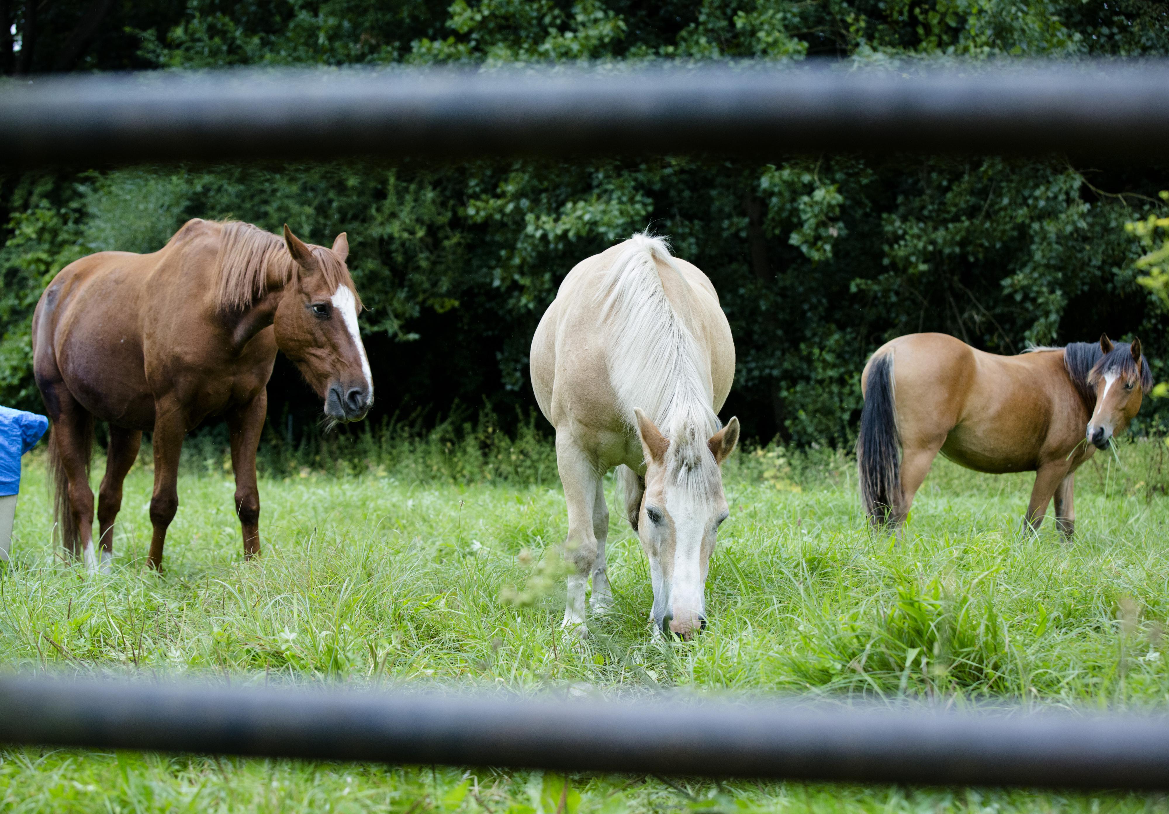 Man gearresteerd in lugubere paardenzaak: 'Wat hebben paarden misdaan?!'