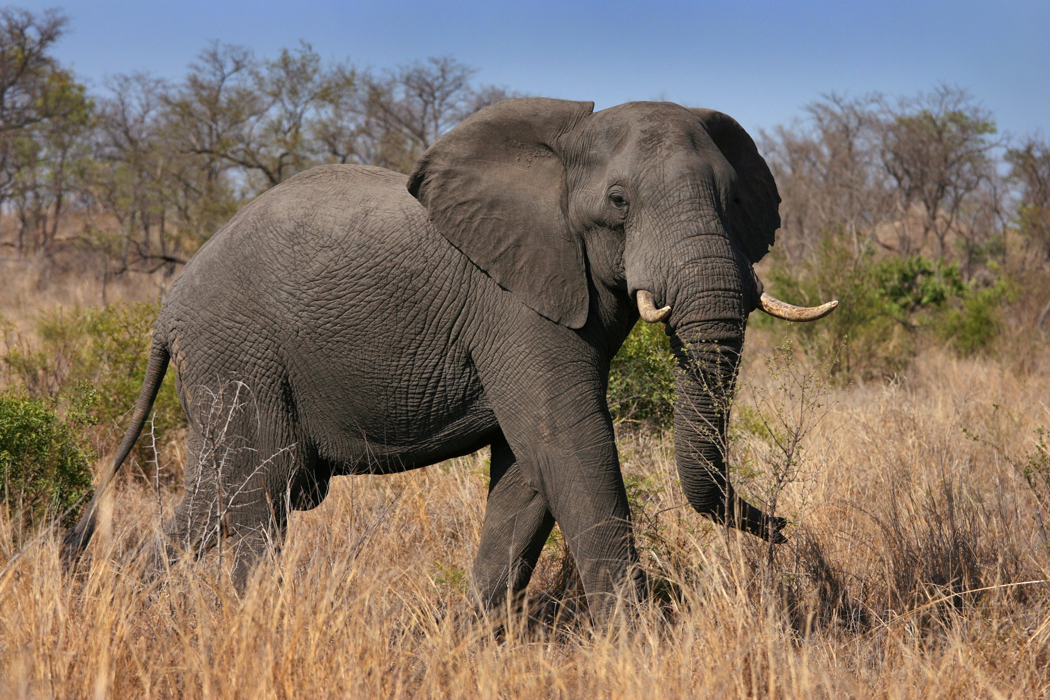 Сколько диких слонов. Саванный Африканский слон Африки. Африканский слон слон. Саванный слон. Африканский кустарниковый слон.