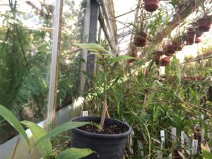 Gympie Gympie, de pijnlijkste plant van de wereld nu ook in Nederland