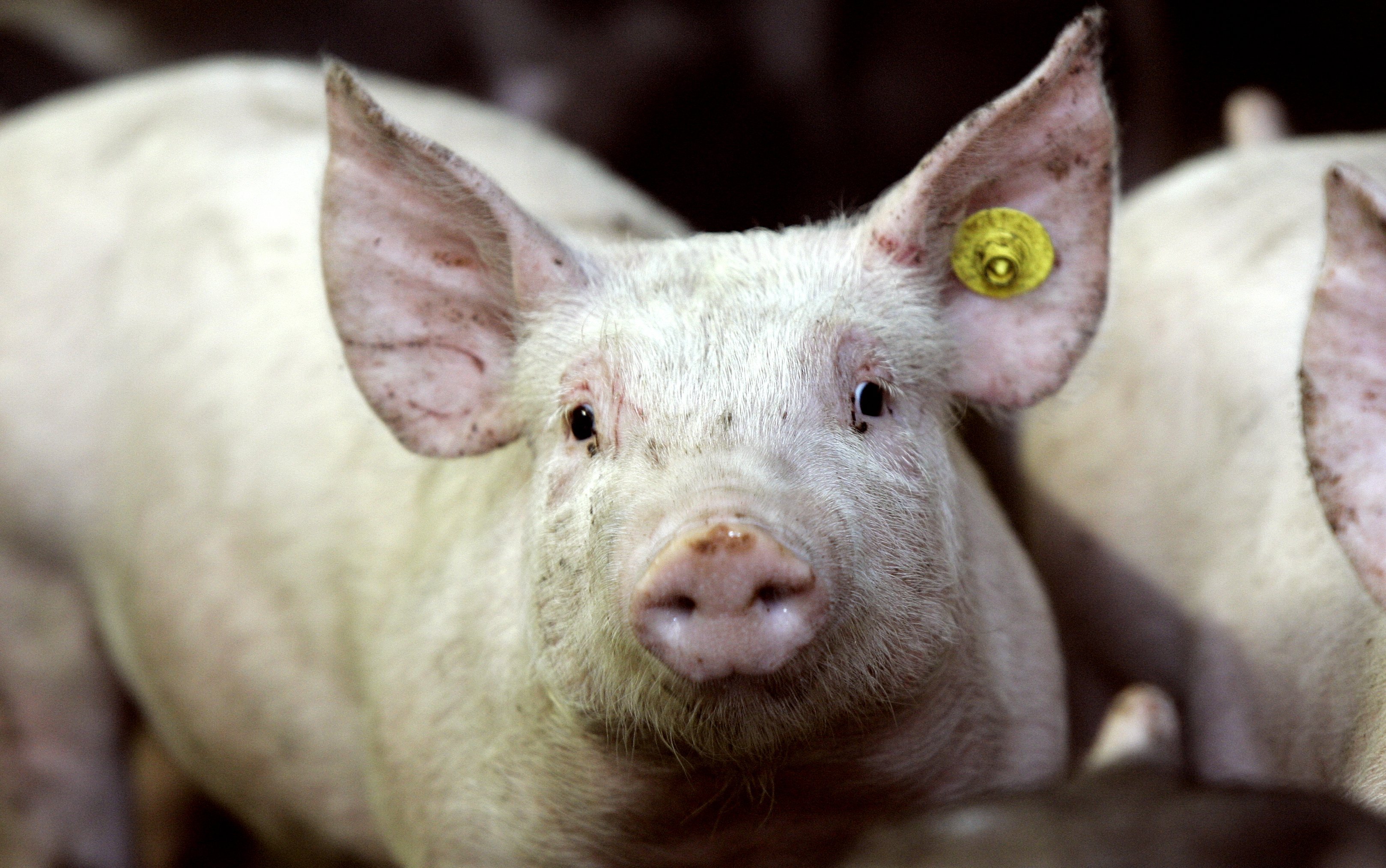 Afrikaanse varkenspest vastgesteld in Spanje: heeft Nederland iets te vrezen?