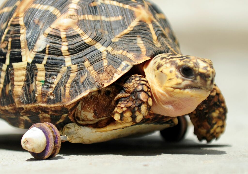 Deze schildpad is sneller dan ooit. Foto: AFP