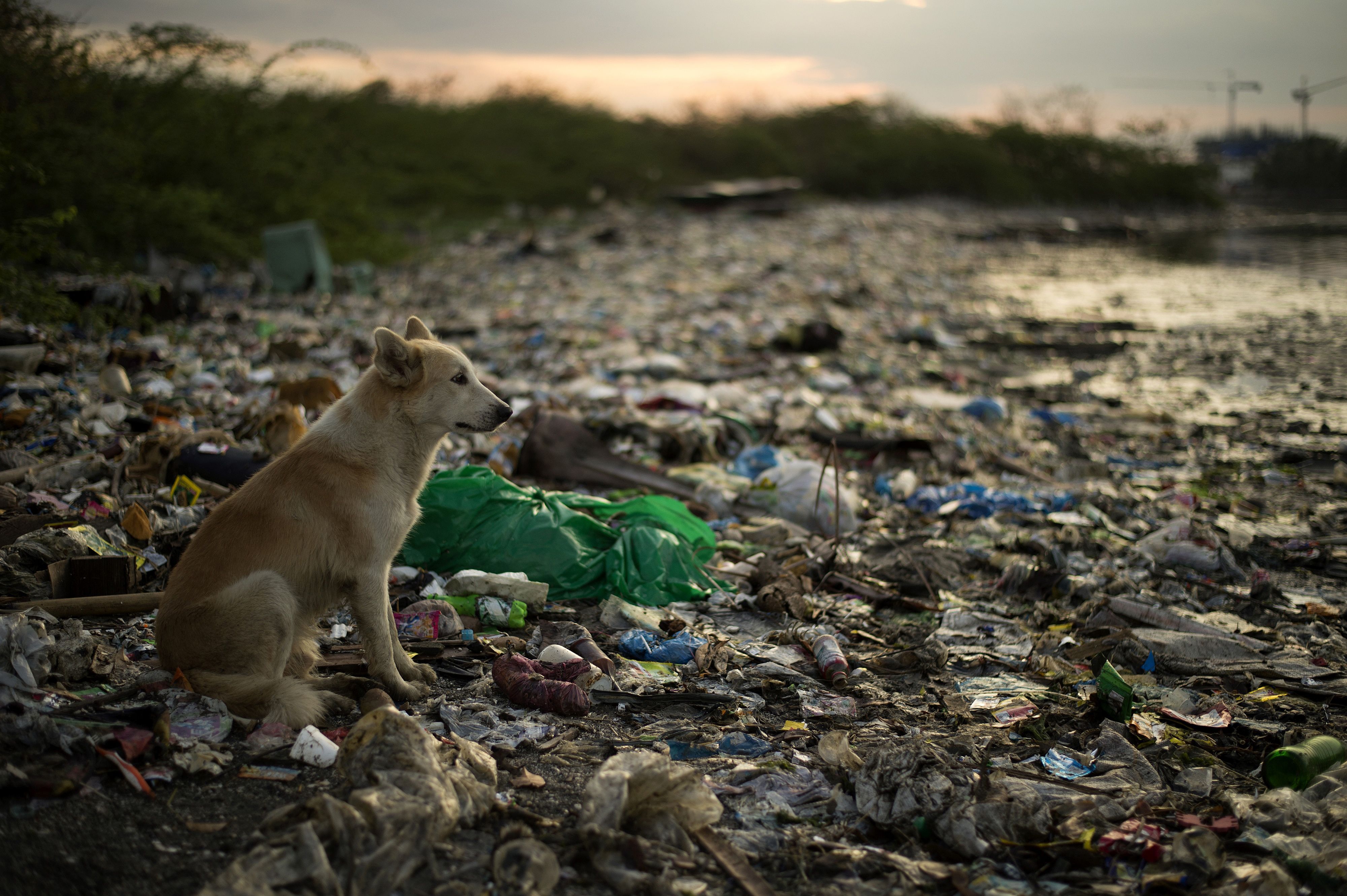 Животные страдают от загрязнений. Загрязнение мусором окружающей среды. Загрязнение природы и животных. Человек загрязняет природу.