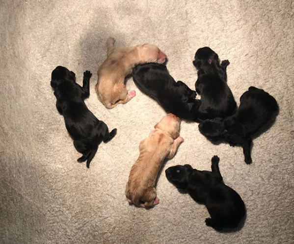 Gezinsuitbreiding voor de Oranjes: 7 puppy's geboren
