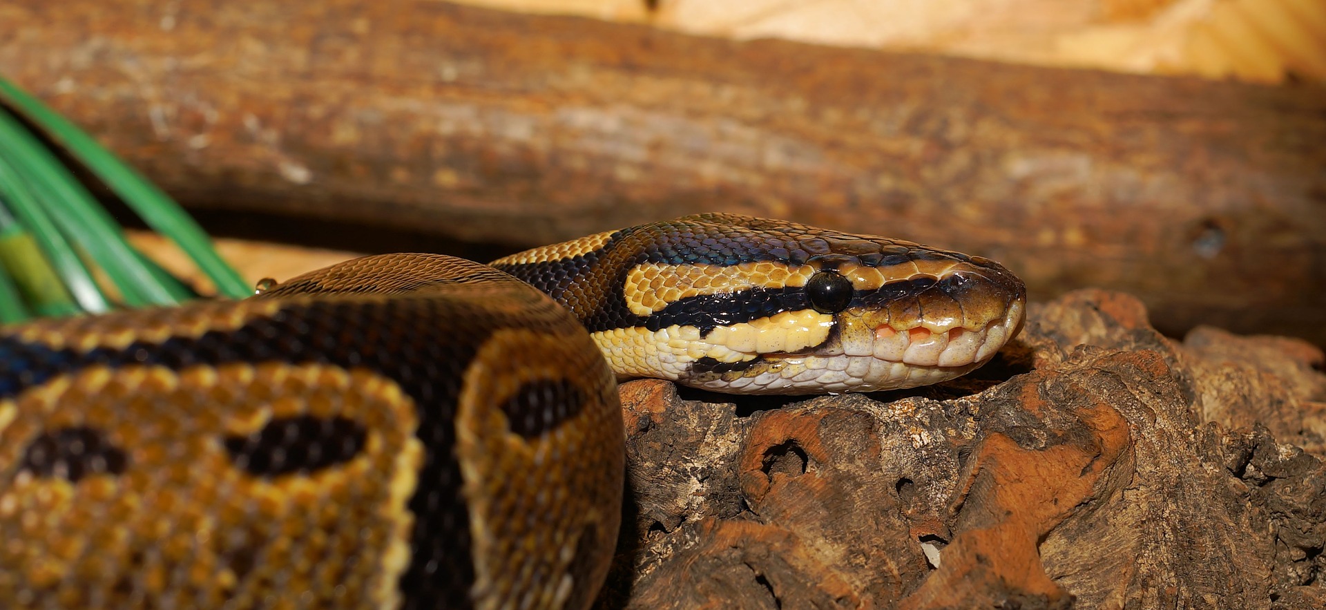 Indonesische dorpelingen vinden vrouw in python