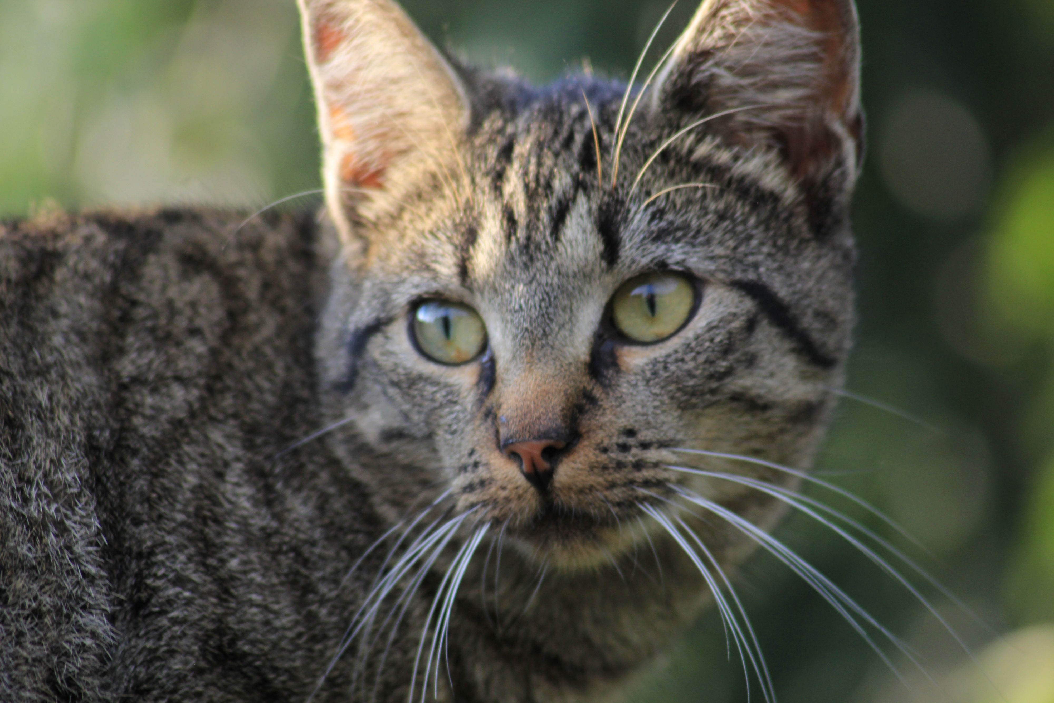 Vermiste kat komt na 17 jaar weer thuis