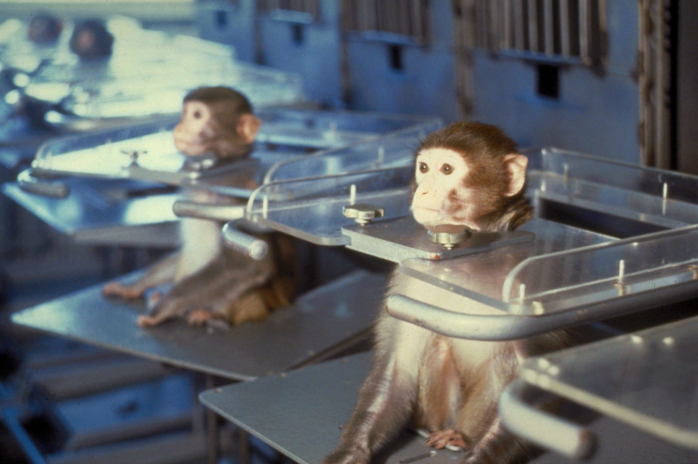 Эксперимент на трех человеках. Эксперименты над обезьянами. Лабораторные обезьяны опыты.