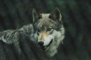 Wolf, Nederland, Wapse, wolf doodgeschoten, schapenboer