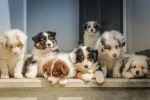 Hondeneigenaren vinden opvoeding hond net zo zwaar als opvoeding baby