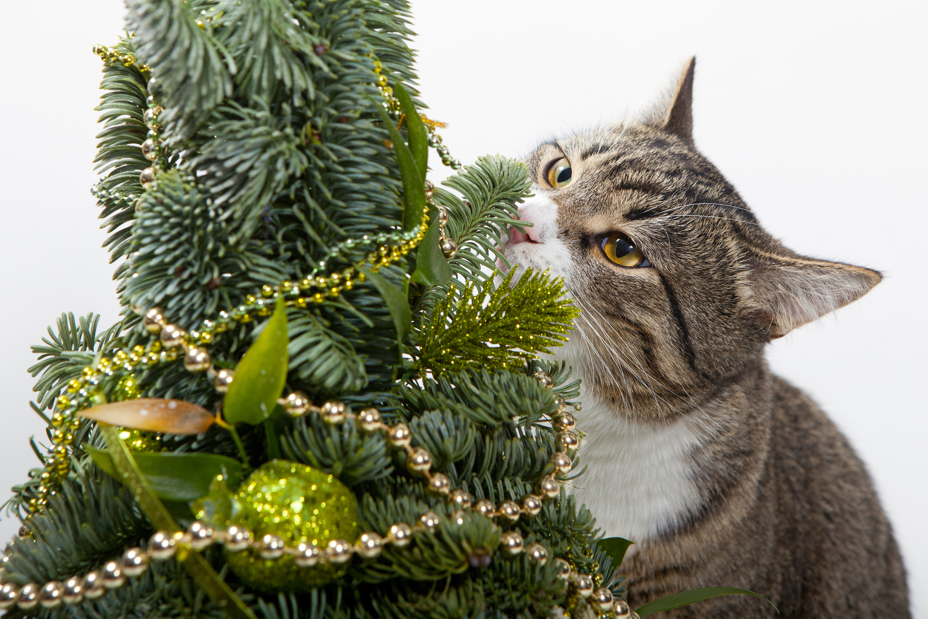 Zo houd je je huisdieren bij de kerstboom vandaan