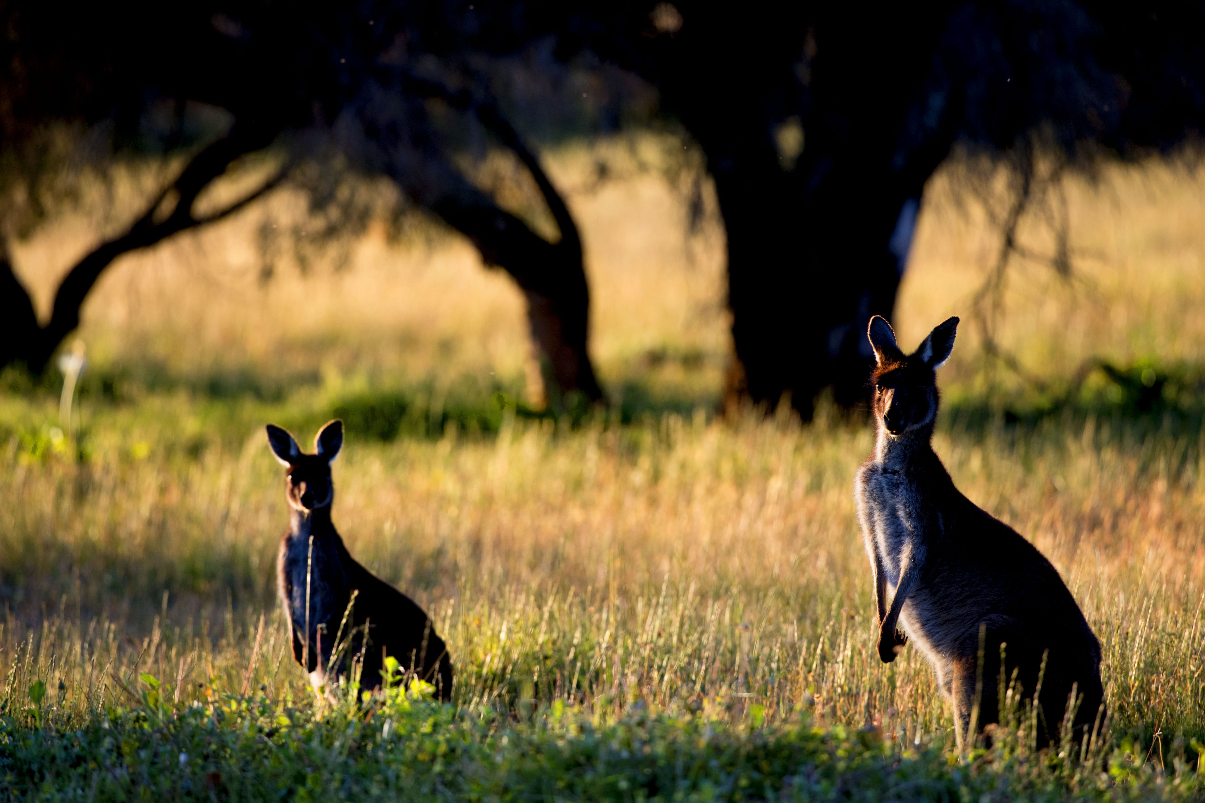Helikopters droppen wortels voor uitgehongerde kangoeroes