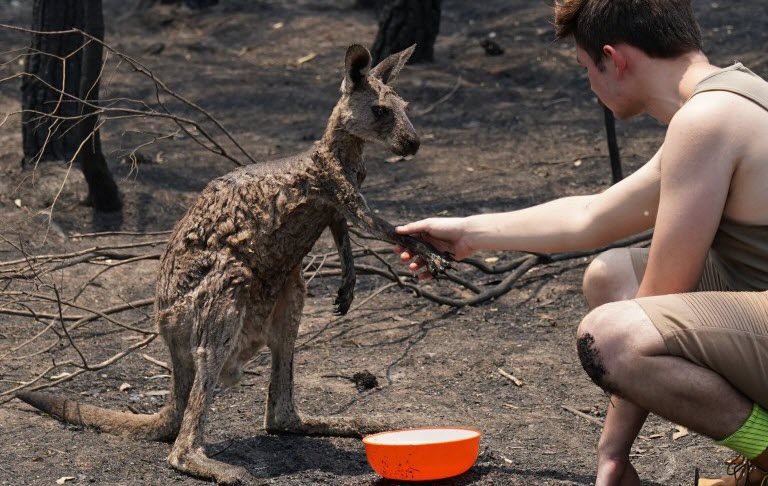 Kangoeroe vraagt om water na bosbranden Australië