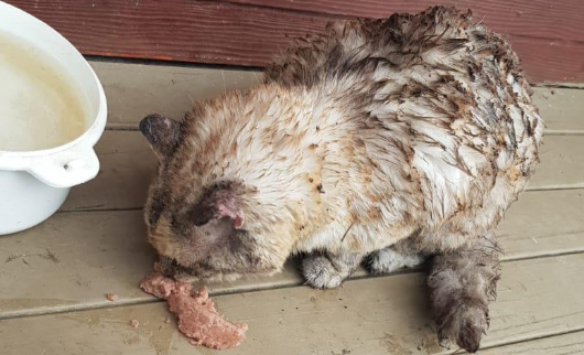 Doodgewaande kat overleeft Australische bosbranden