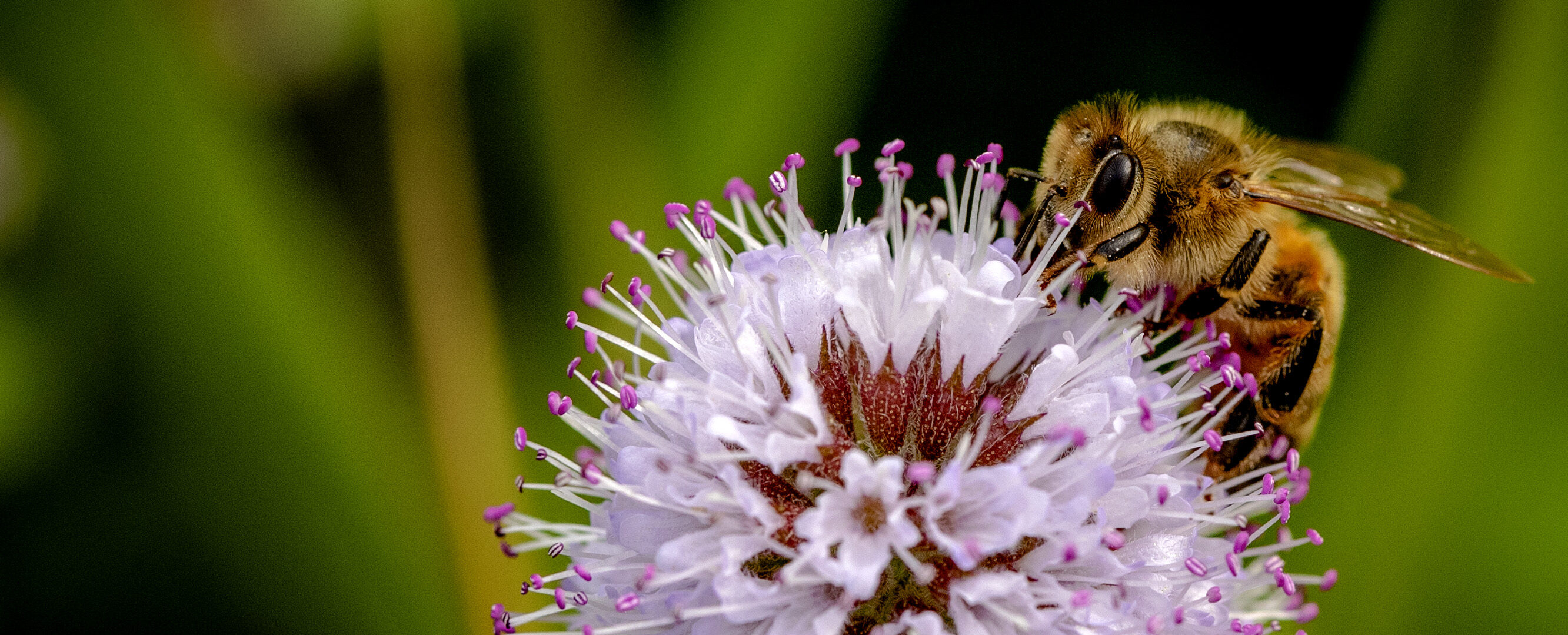bijenstichting, bijen, insecten, wespen, zomer, lente, pollen, bestuiven, bloemen, planten, bij, bang, angst, wereld bijendag