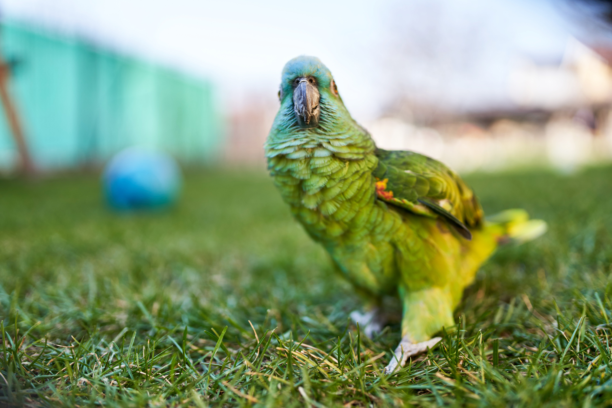 Dit Drentse papegaaitje leeft nog en zoekt zijn baasje