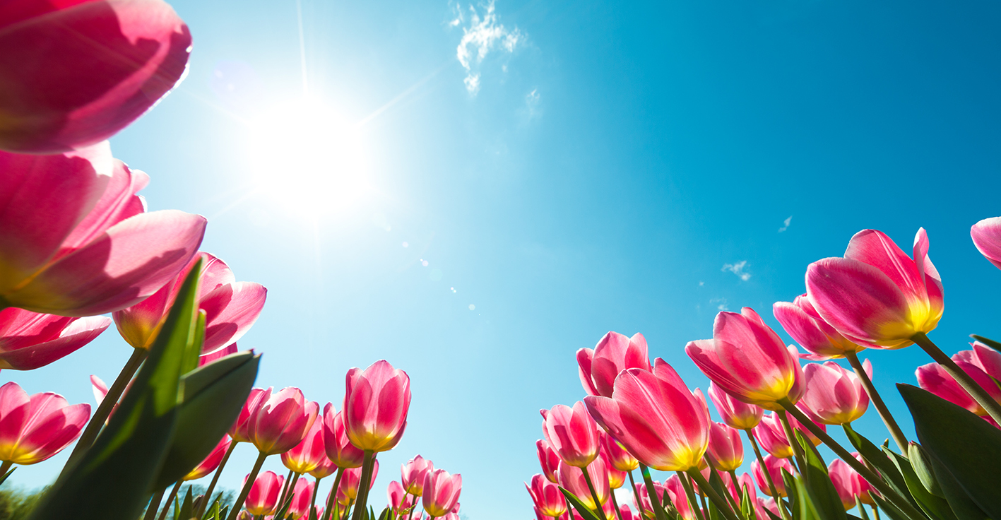Lente 2020 is het zonniste voorjaar allertijden: fors record