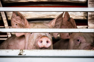 Ophef over beelden met hamer doodgeslagen varkens in Britse varkensstal