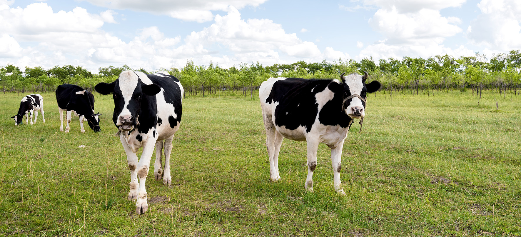 Op deze foto zie je koeien in een weiland.