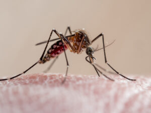 Op deze foto zie je een mug iemand prikken wat doen tegen muggen tips tegen muggen