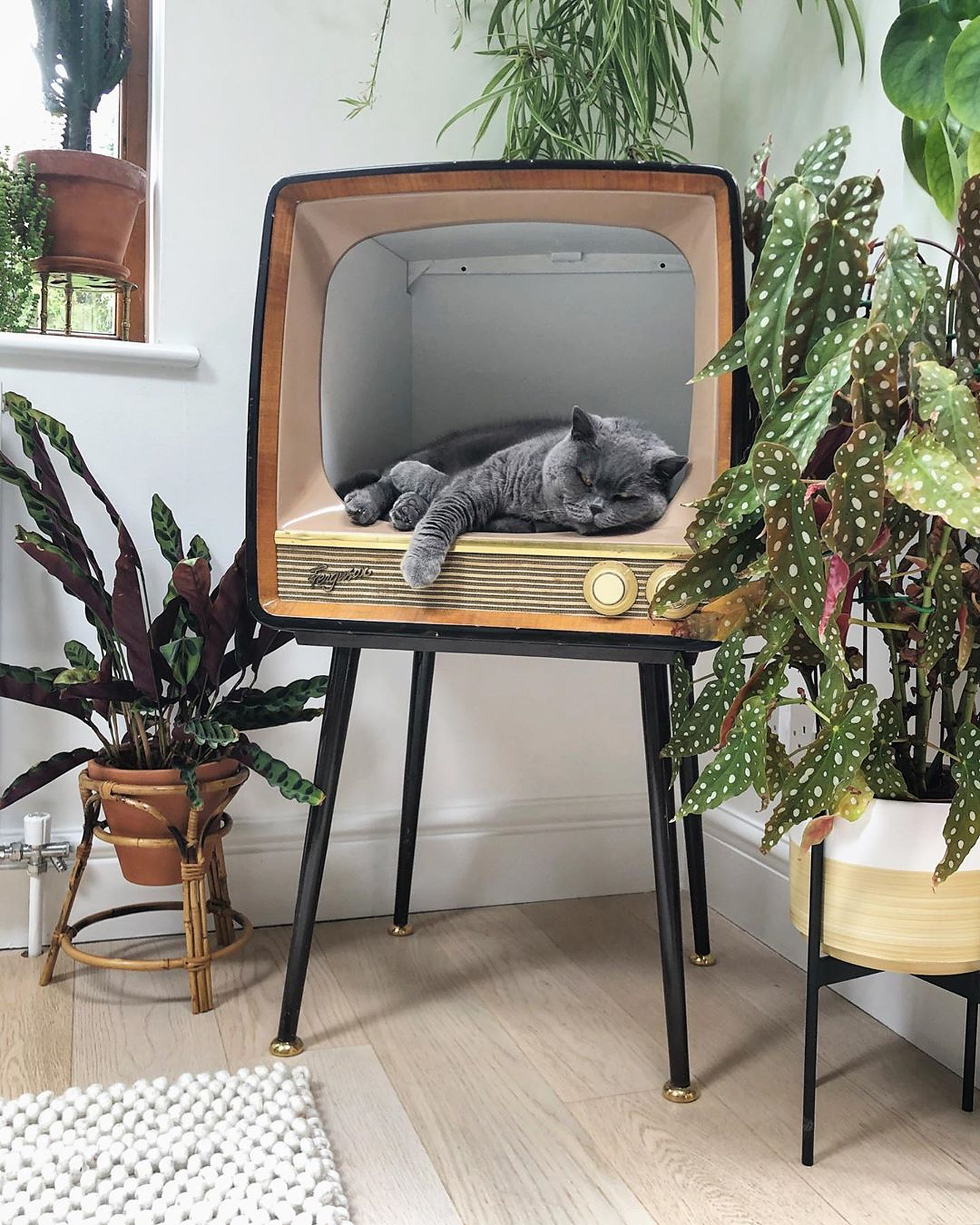 Een foto van een kat in een oude tv