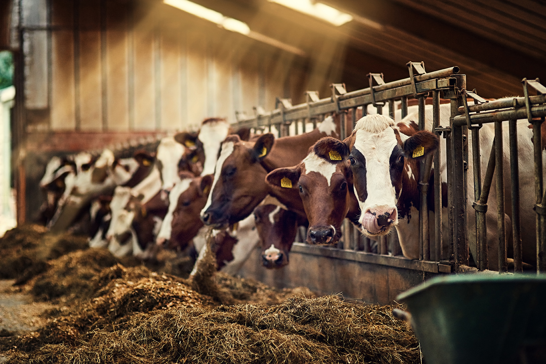 Koeien in de stal eten voer stikstof