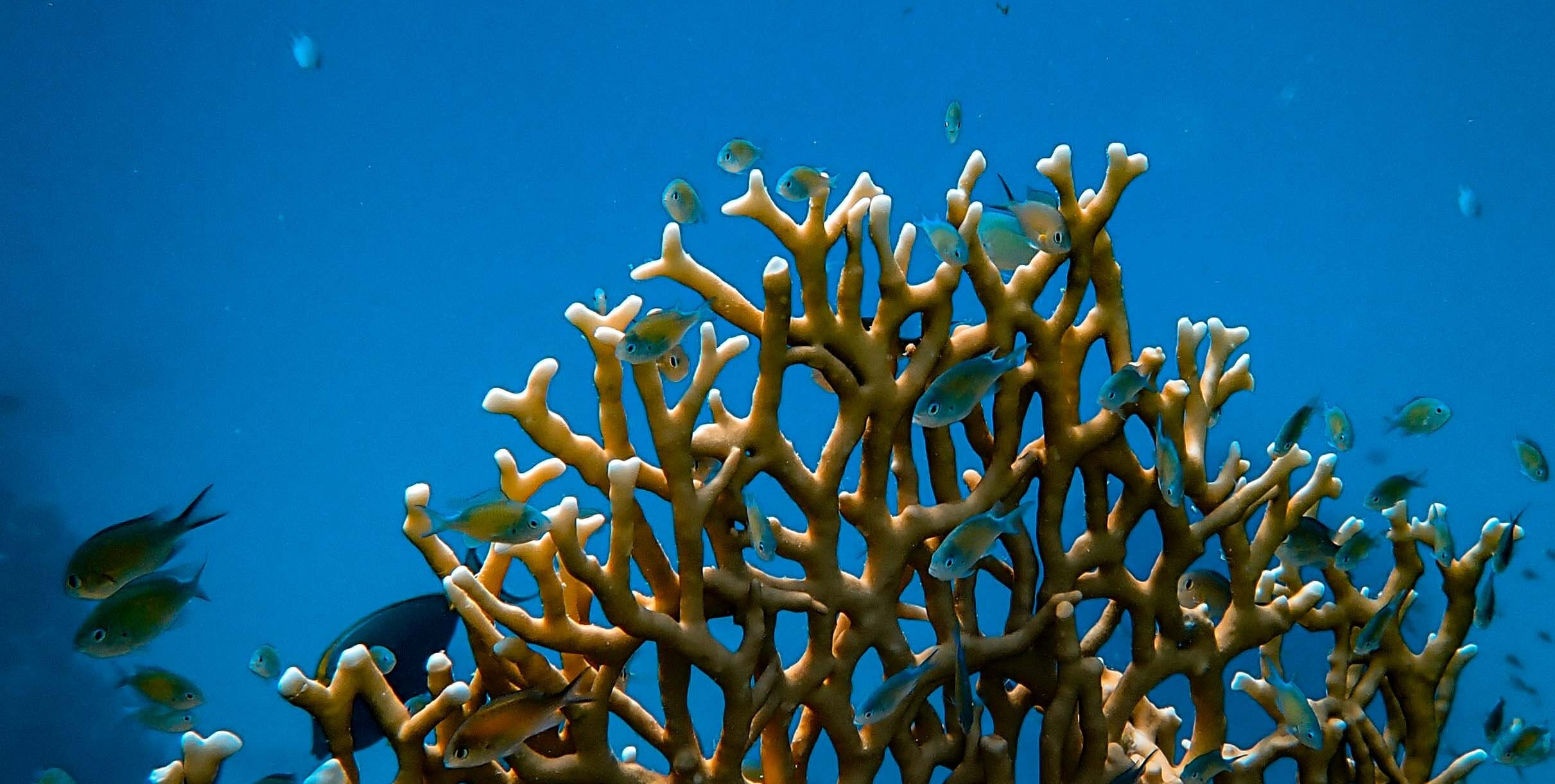 koraal rif