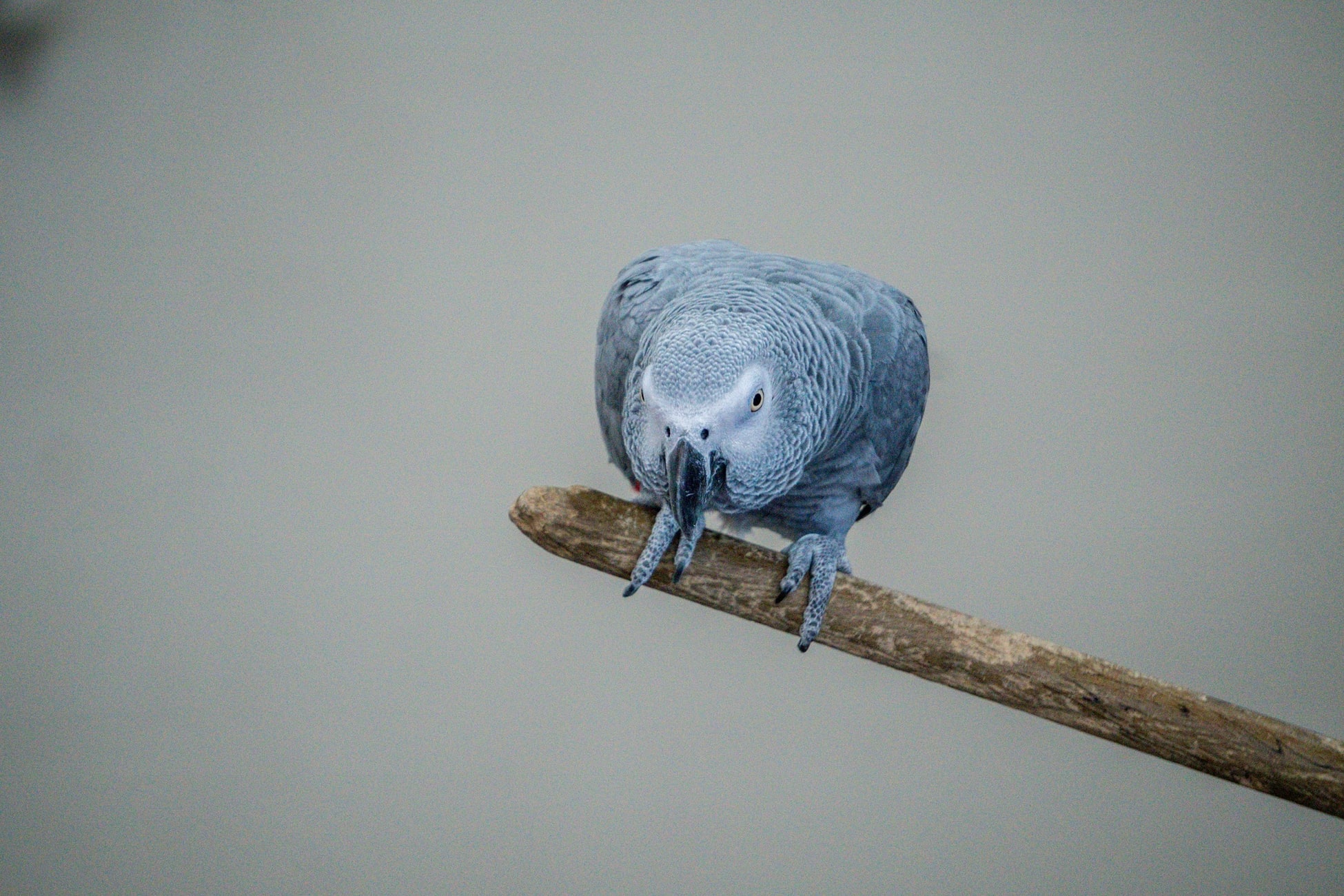 Op deze foto is een grijze papegaai te zien.