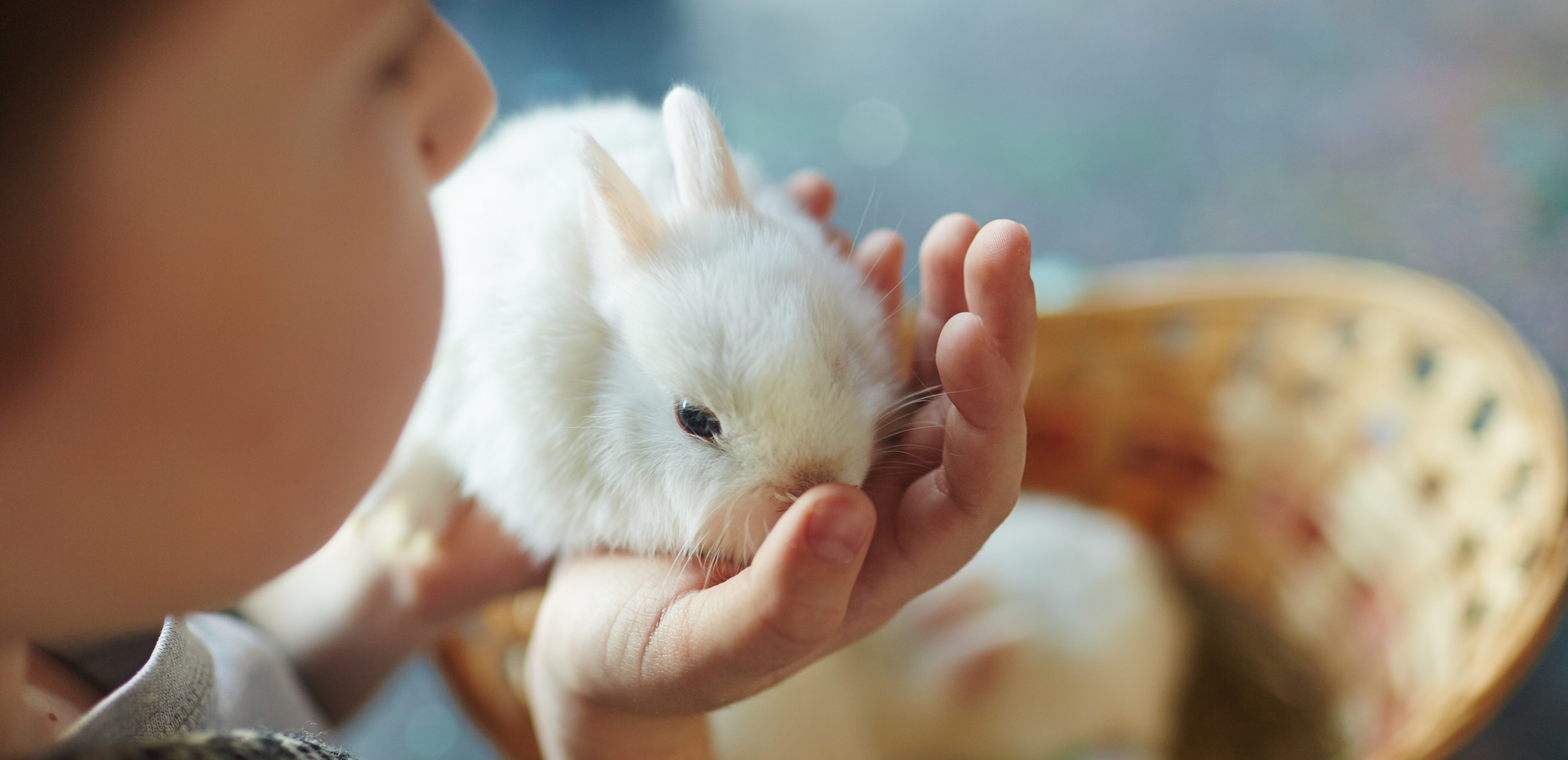 Een foto van een konijntje in de hand van een kind op dierendag