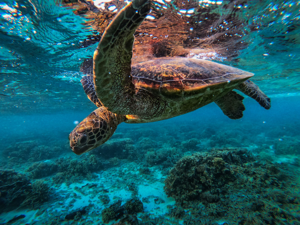 schildpad koraalrif Groot Barriererif