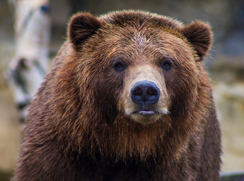 fat bear week, beren, beer Chinese dierentuin beren