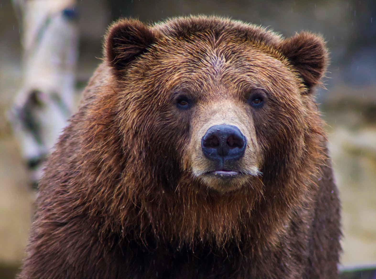 Na eerdere botsingen met mensen doodt beer hardloper.