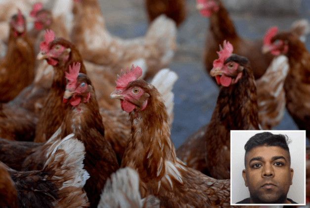 Man veroordeeld omdat hij seks had met kippen terwijl zijn vrouw alles filmde