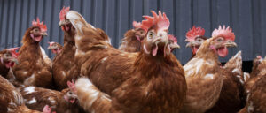 Amerikaanse CDC waarschuwt: Kus en knuffel geen kippen en andere vogels
