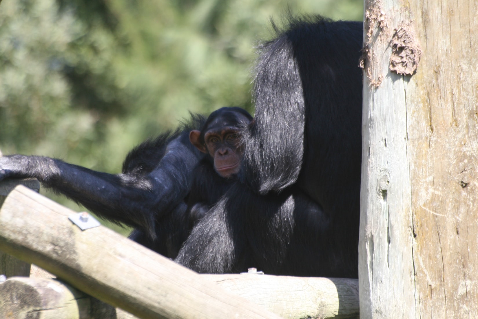 Een foto van chimpansees.