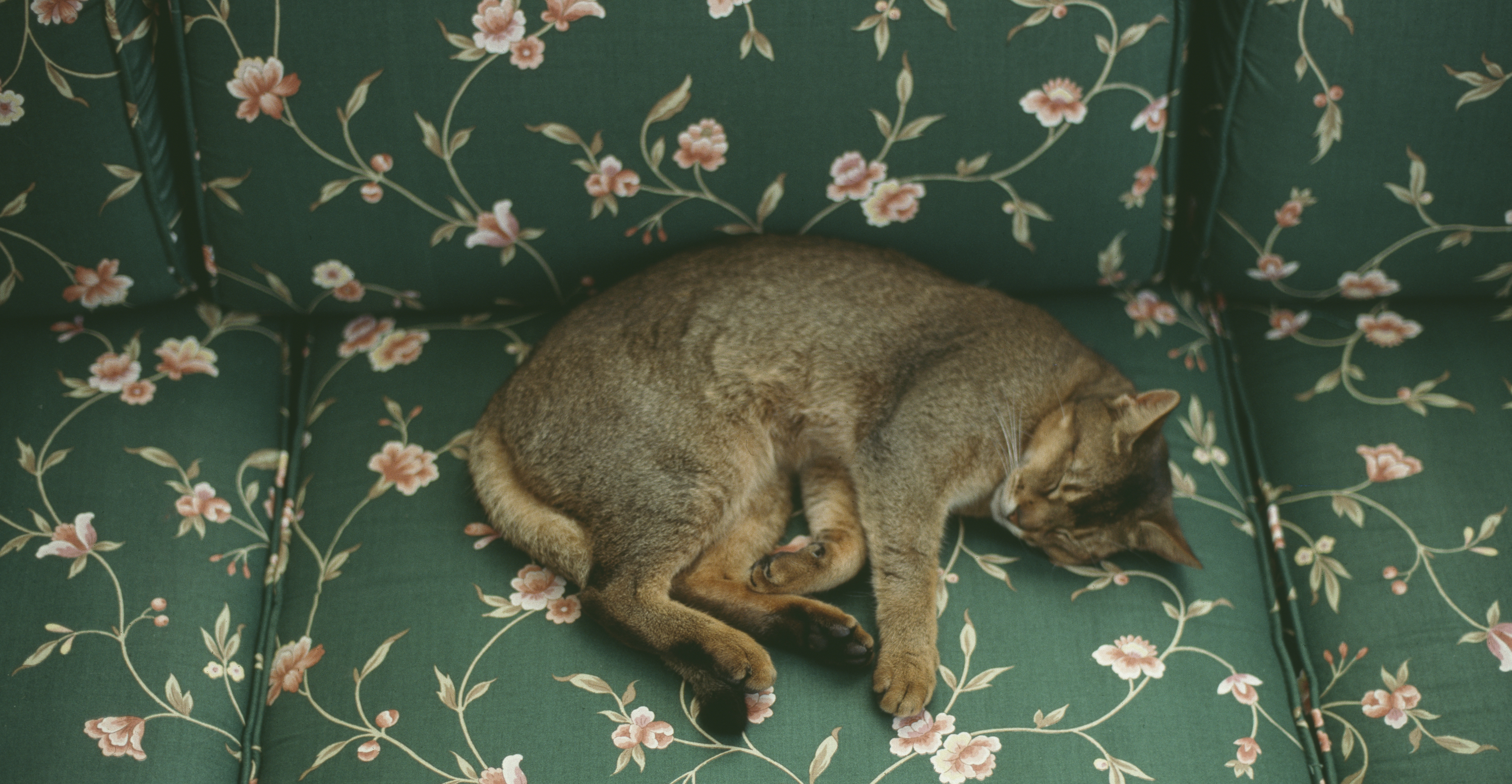 semester hoog Naar boven Dit is de echte reden dat huisdieren slapen: je kat verveelt zich