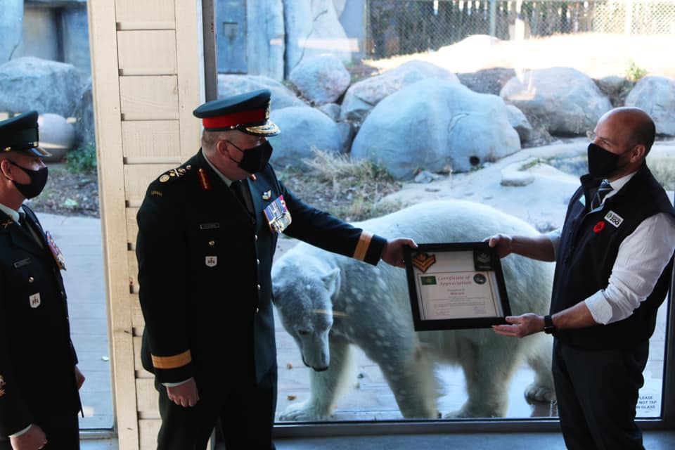 Een foto van de IJsbeer met haar certificaat.
