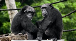 Twee chimpansees