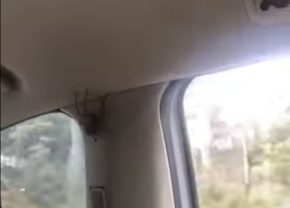 Op deze foto zie je de spin in de auto
