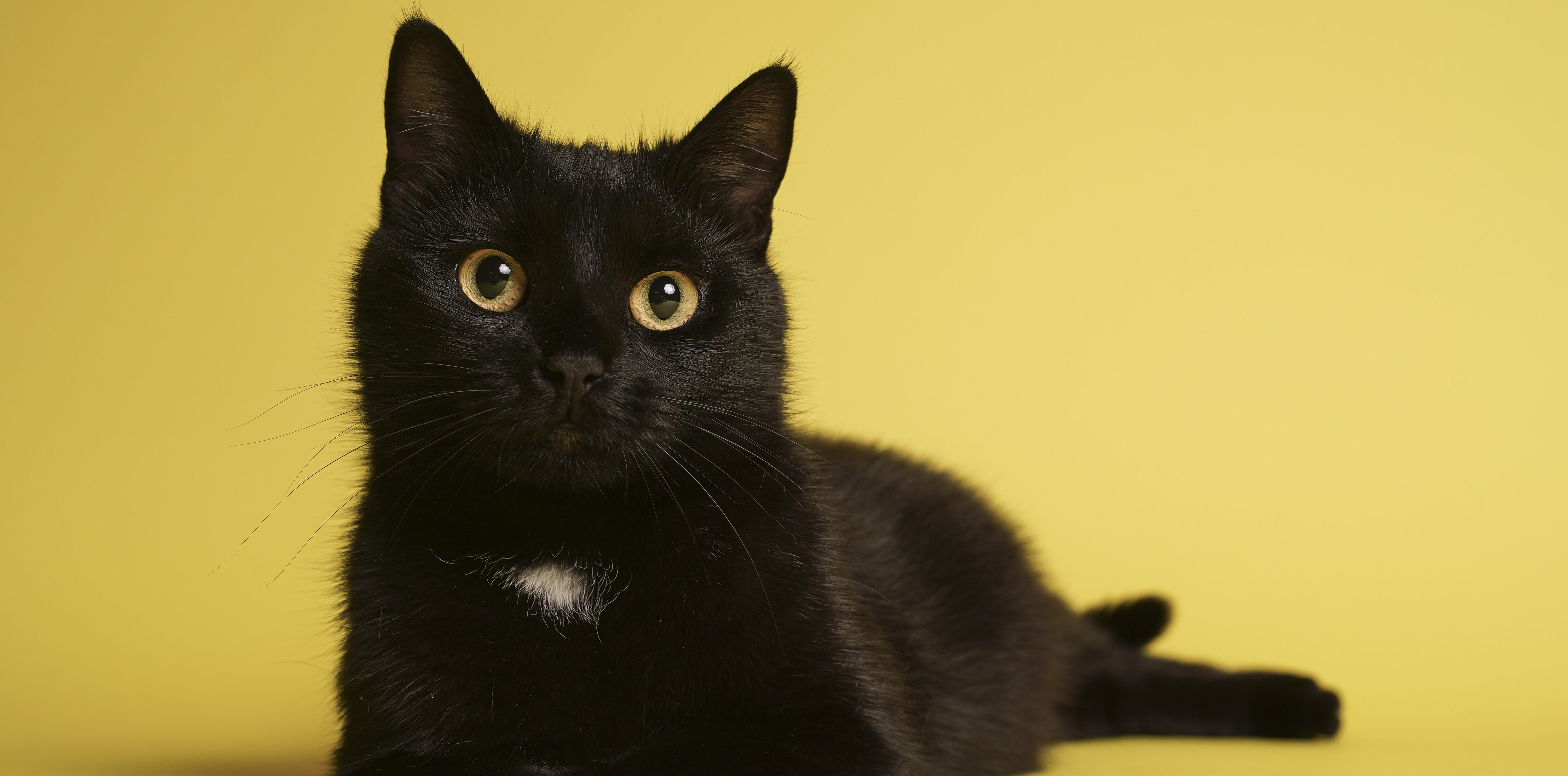 omvang verbergen Harmonisch Zwarte asielkatten krijgen hulp bij vinden van thuis: 'Brengen geen ongeluk'
