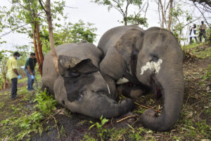 Dode olifanten in India, ze zijn vermoedelijk om het leven gekomen door een blikseminslag