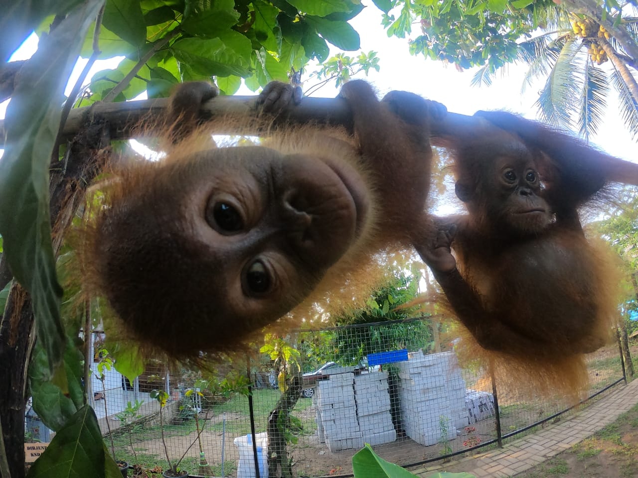 orang-oetans Sumatra