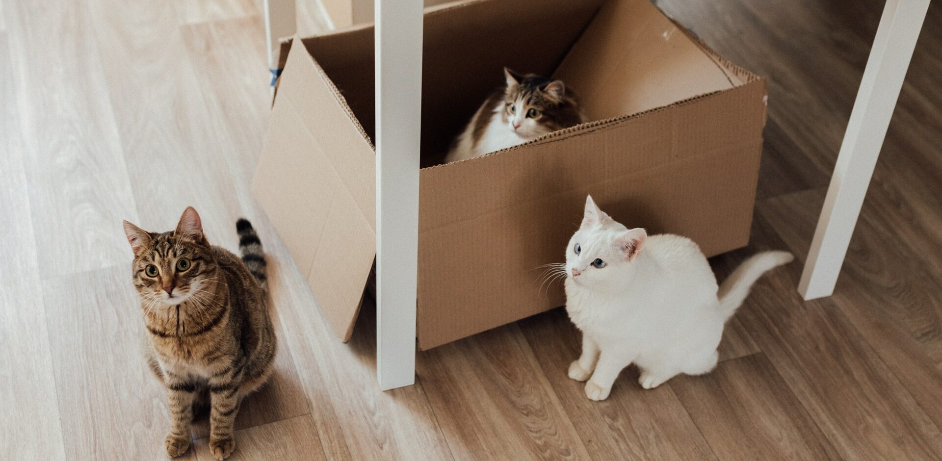gebed Jachtluipaard teleurstellen Onderzoek: katten zitten ook graag in onzichtbare dozen