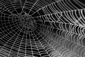 spinnenwebben - spinnenweb - australië - natuur