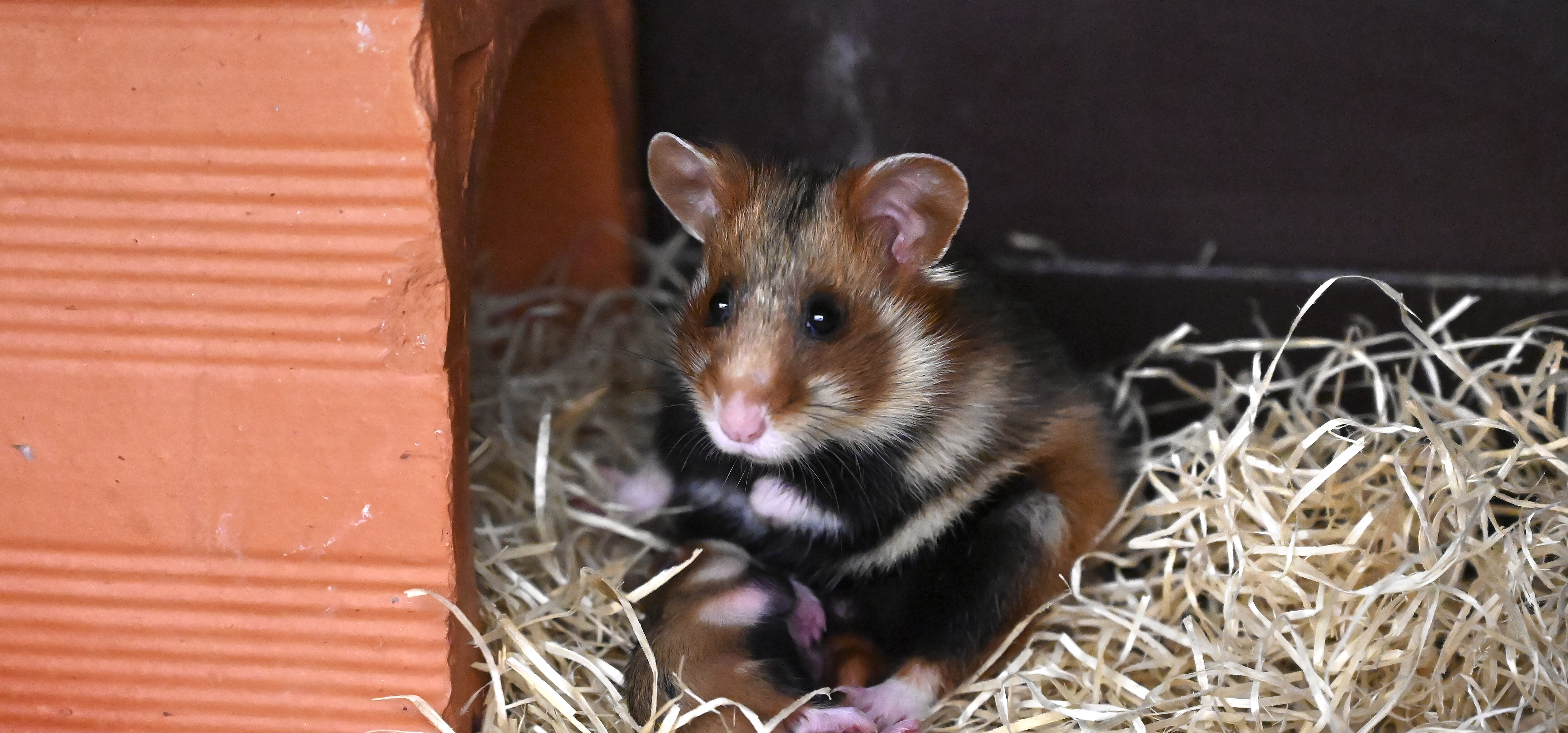 Maak het zwaar woonadres verontschuldigen Hongkong huivert om Nederlandse hamsters met corona