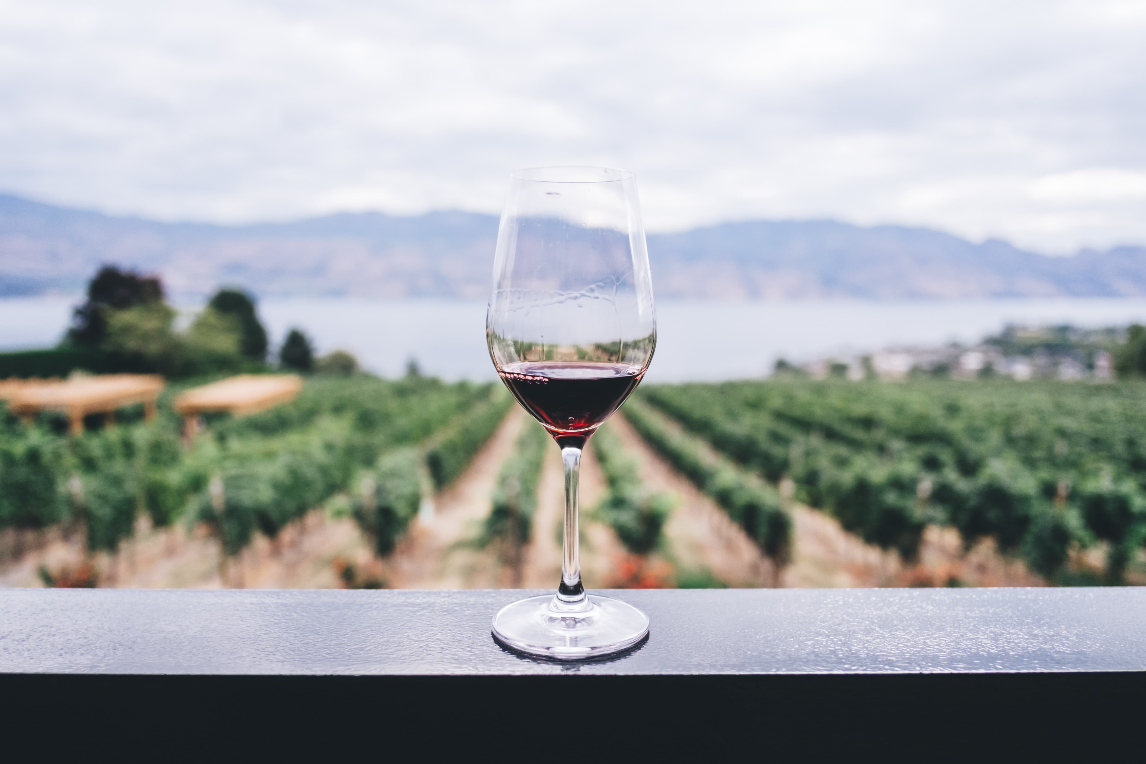 Le 7 migliori regioni vinicole per sorseggiare un buon bicchiere di vino