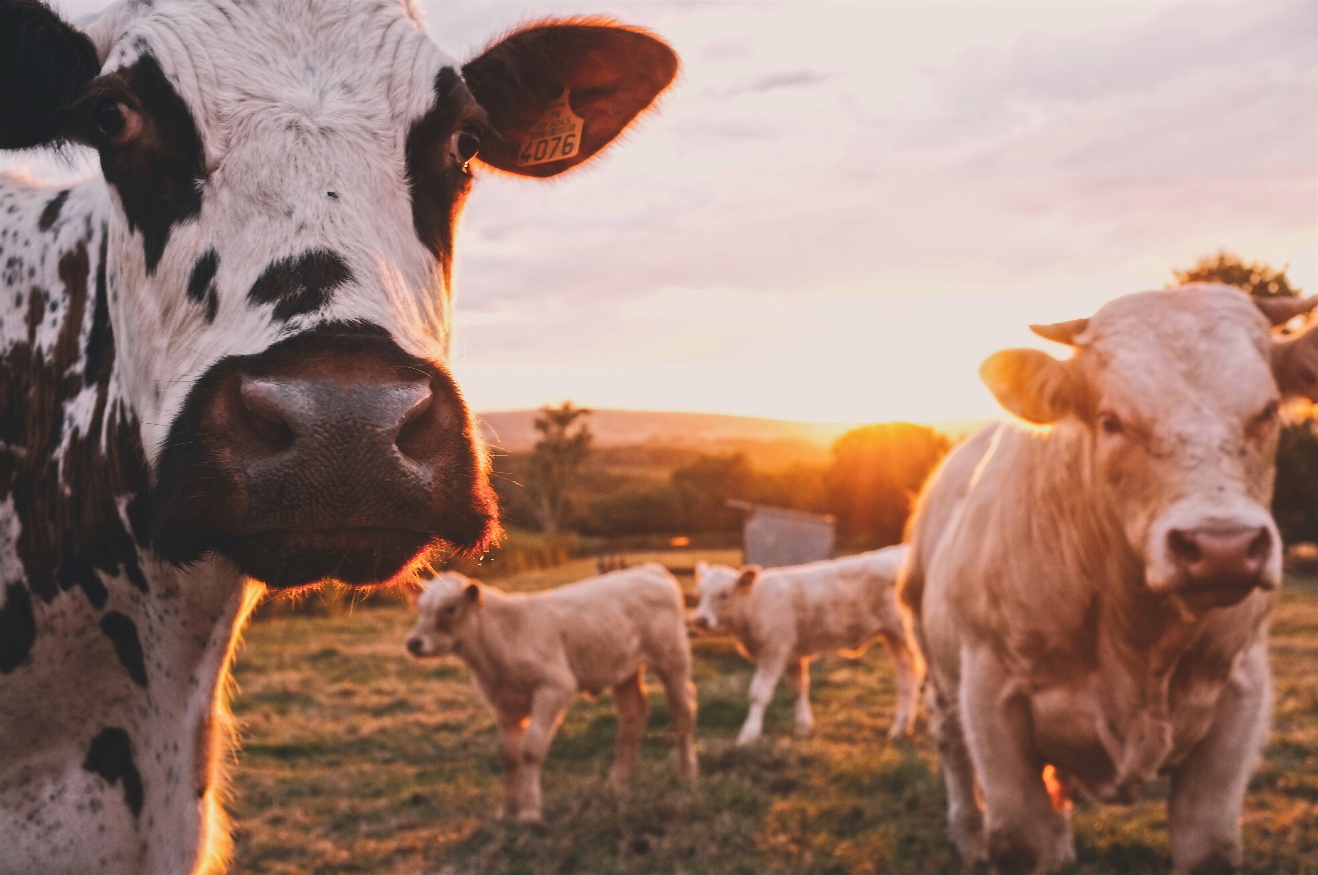 Что полезнее: коровье молоко или растительное?