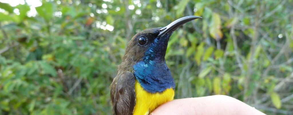 Spesies burung baru ditemukan di Kepulauan Wakatobi Indonesia