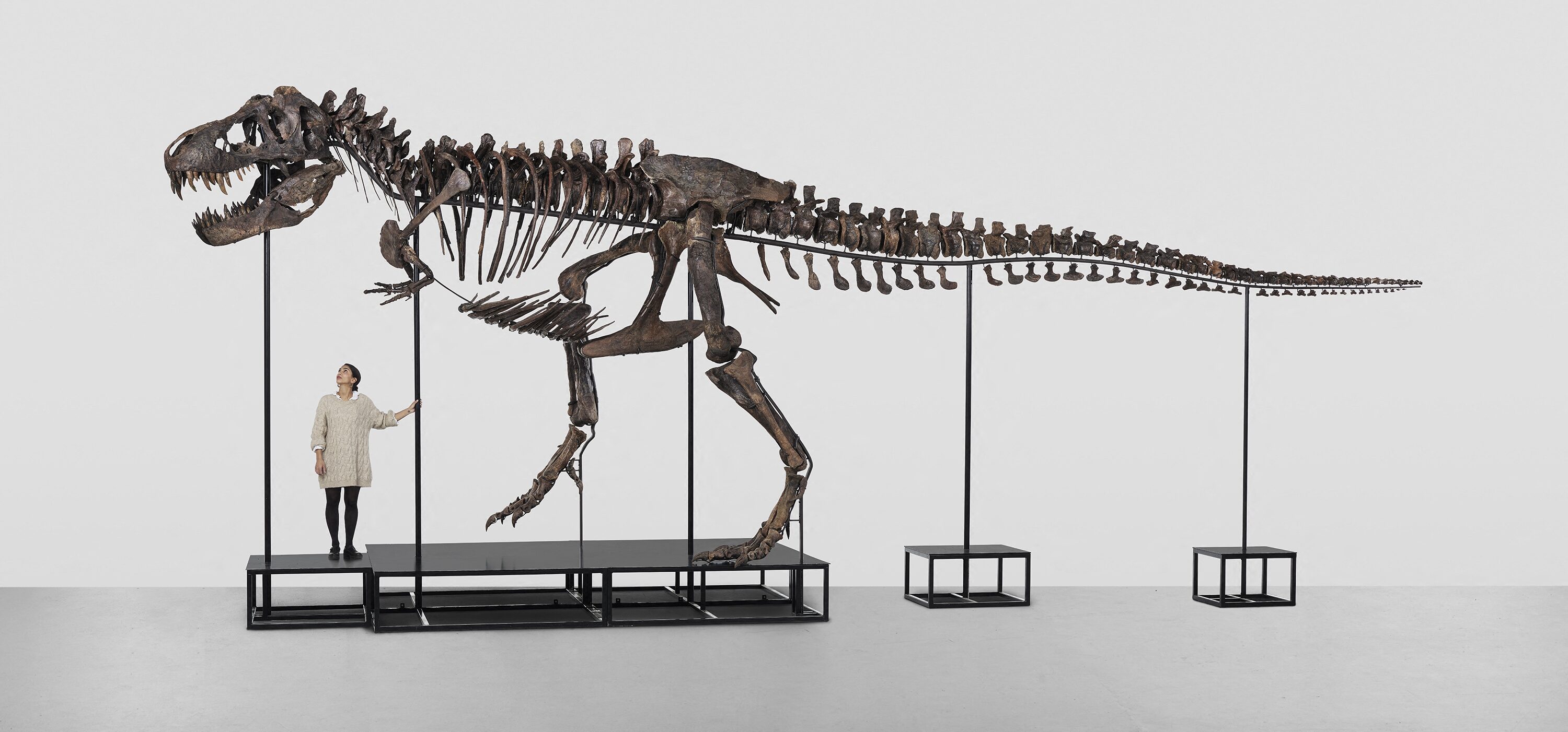 Welvarend vezel Aanzetten T. Rex te koop: dinosaurus onder de hamer in Zwitsers veilinghuis