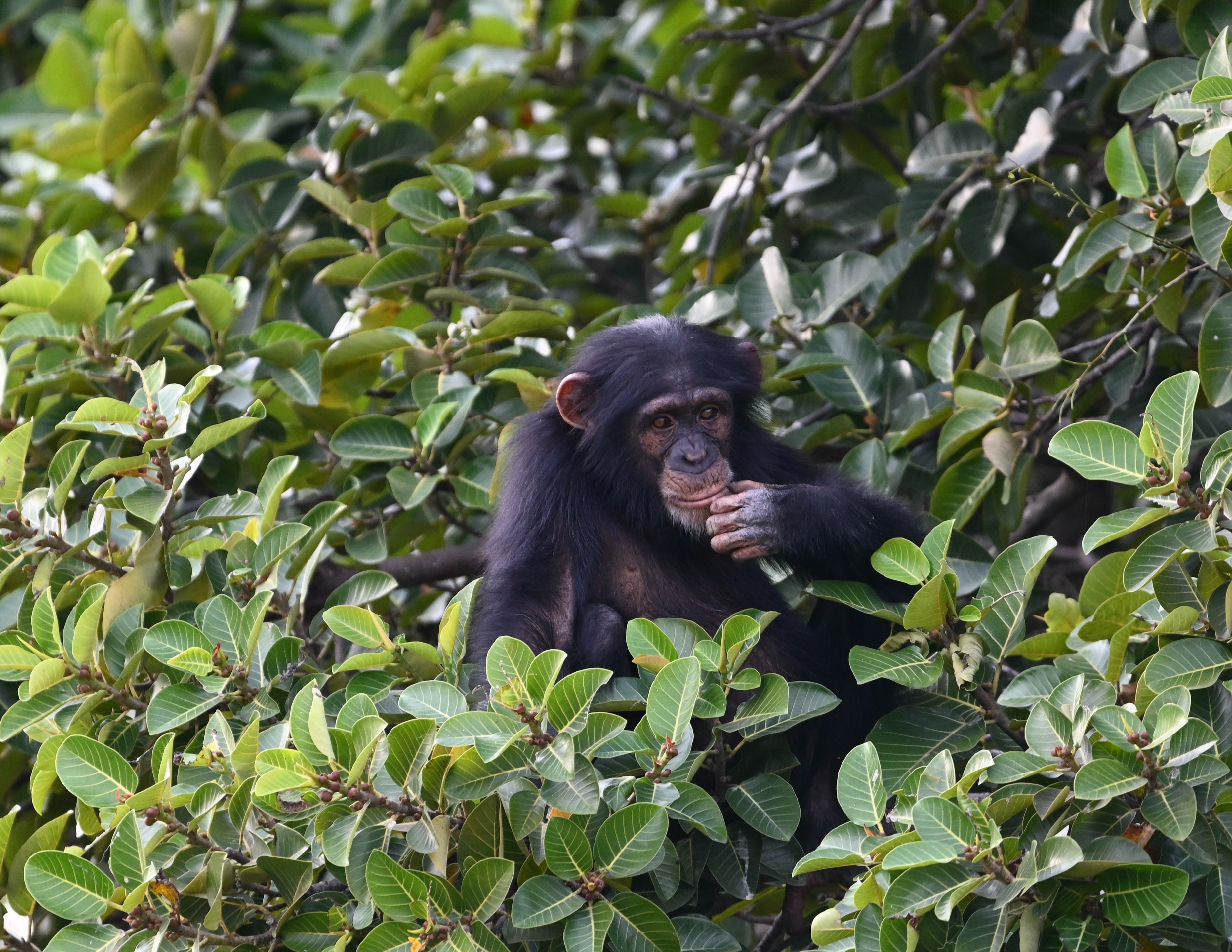 chimpansee 29 jaar geen daglicht weer buiten